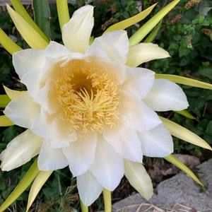 Meet your Posher, Dong yong